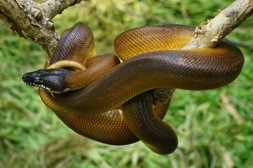 White-Lipped Python
