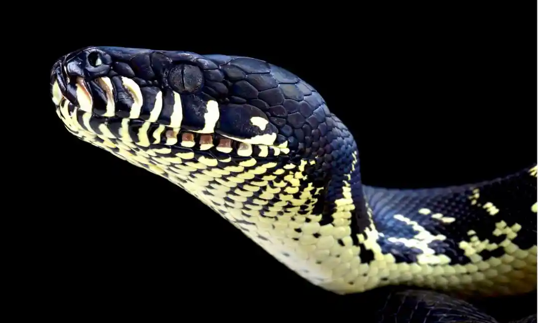 Boelen's Python