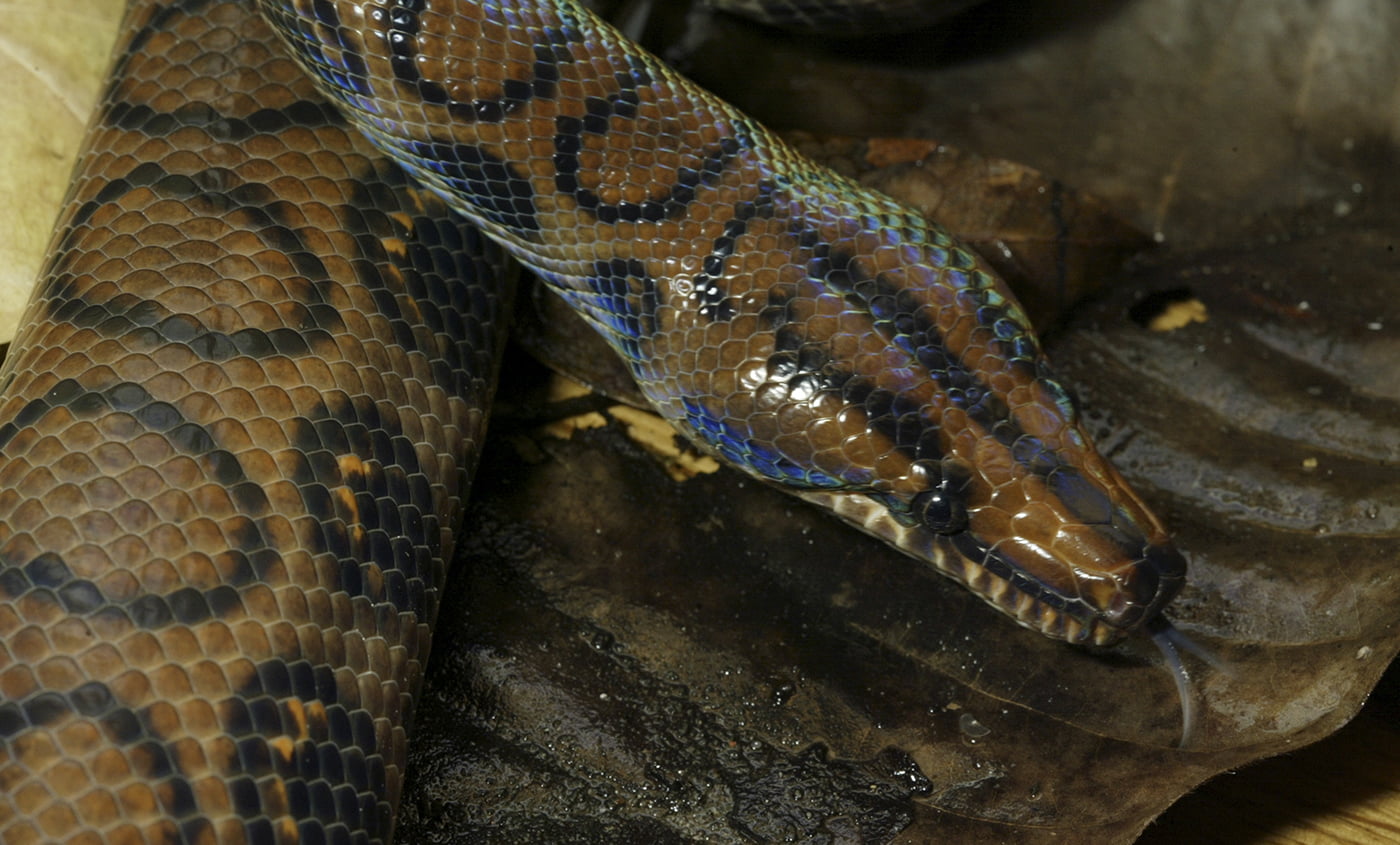 Brazilian Rainbow Boa