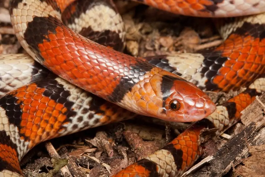 Scarlet Snake