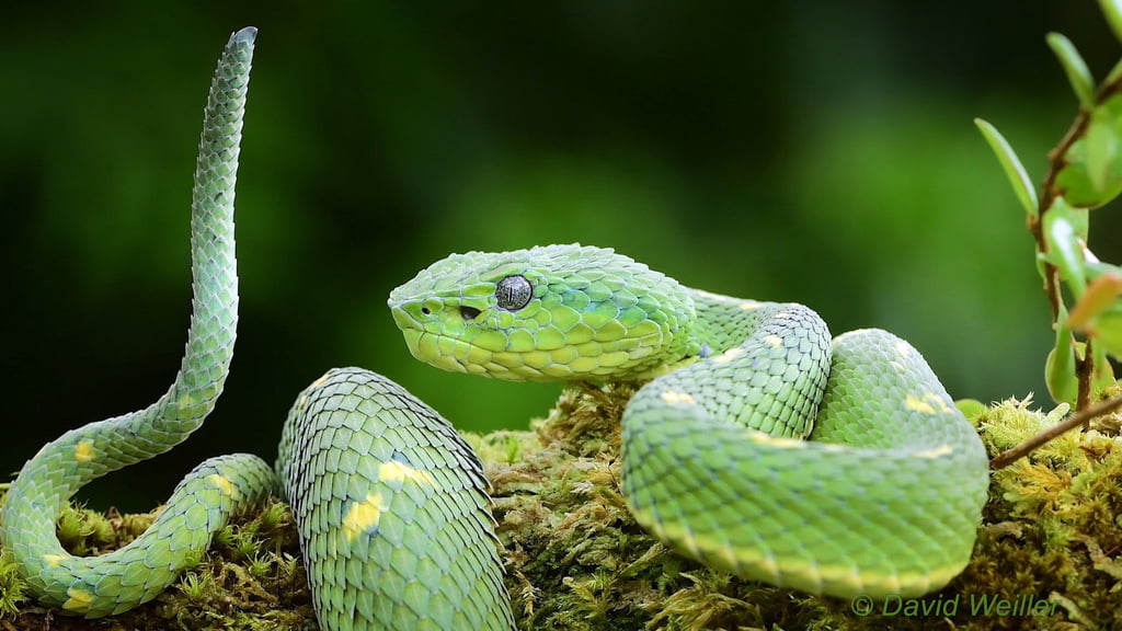 Side-Striped Palm Pit Viper