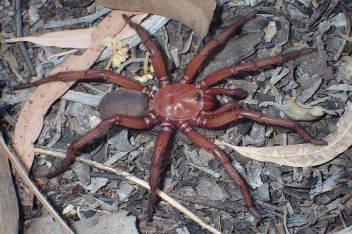 trapdoor spider