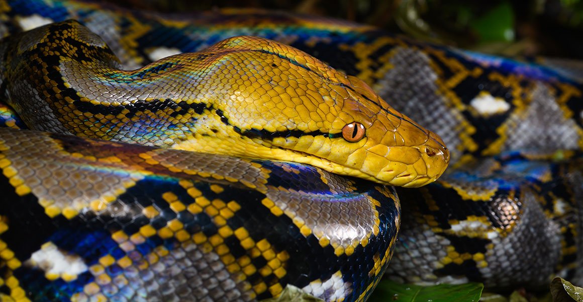 Reticulated Python