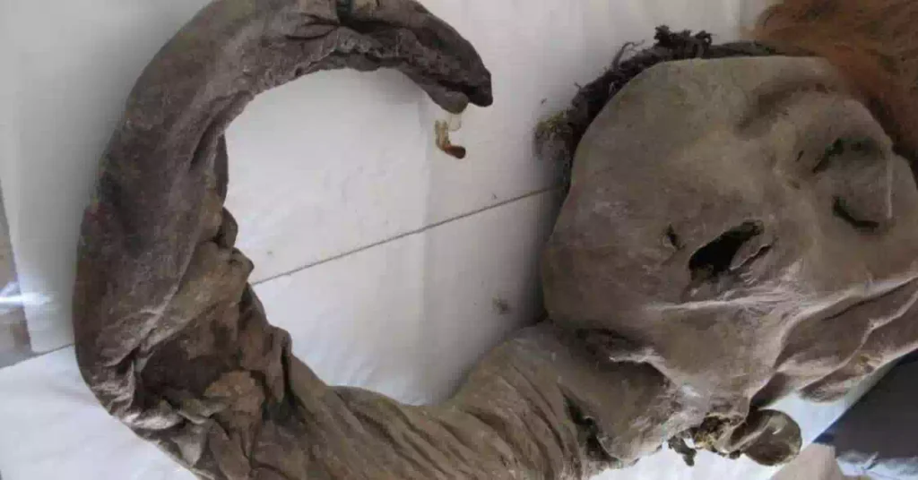 woolly mammoth