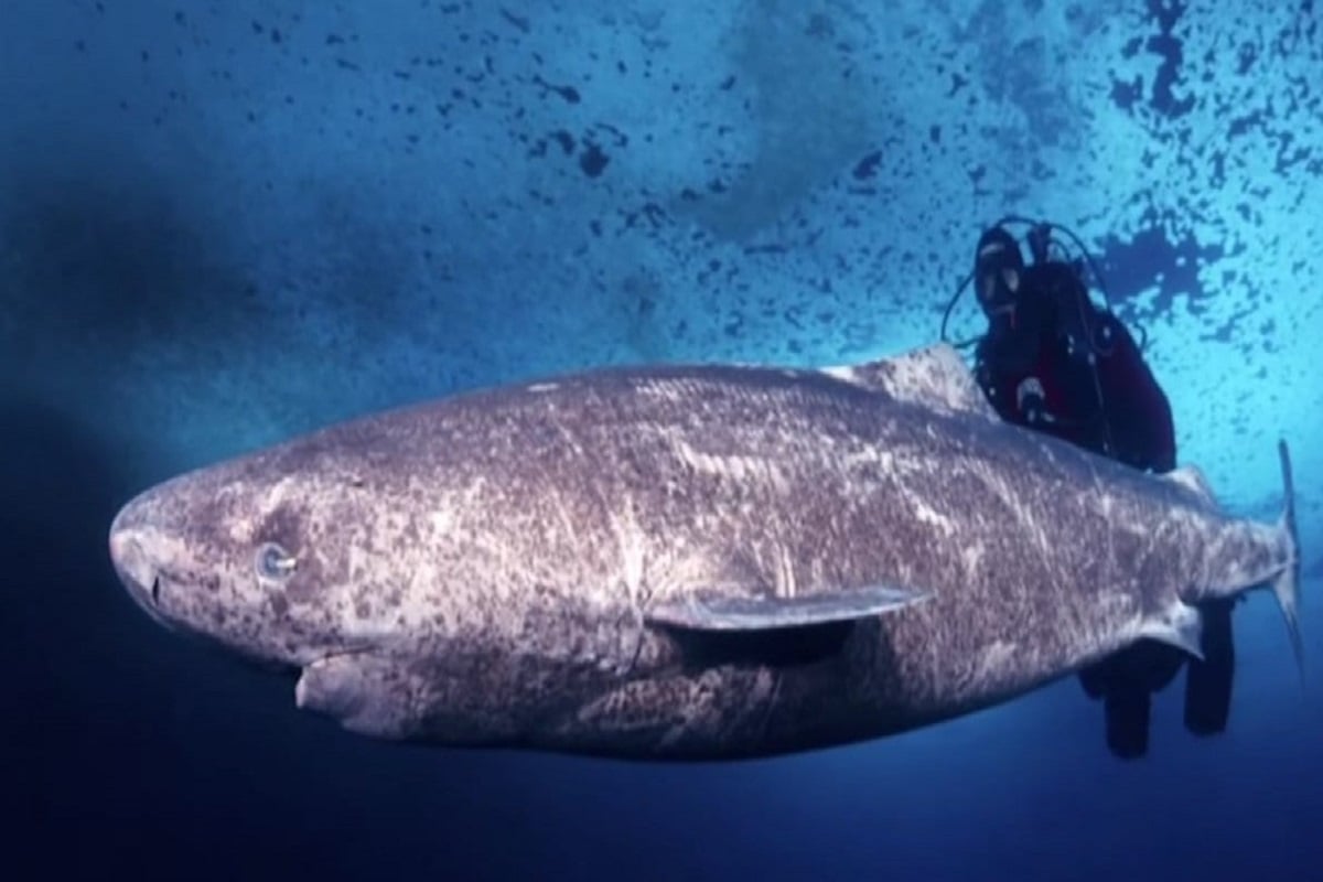 Old Shark