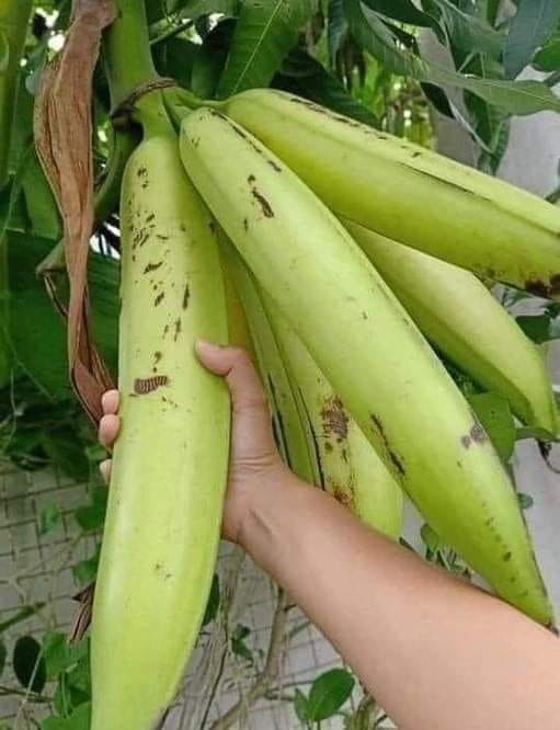 Plantain banana