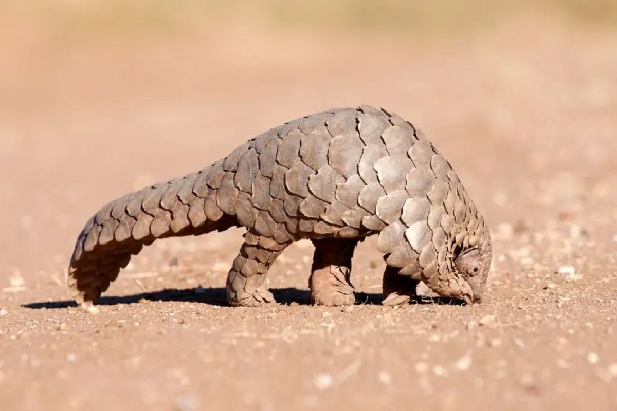 pangolin