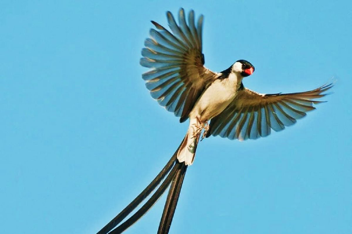 Pin-tailed Whydah