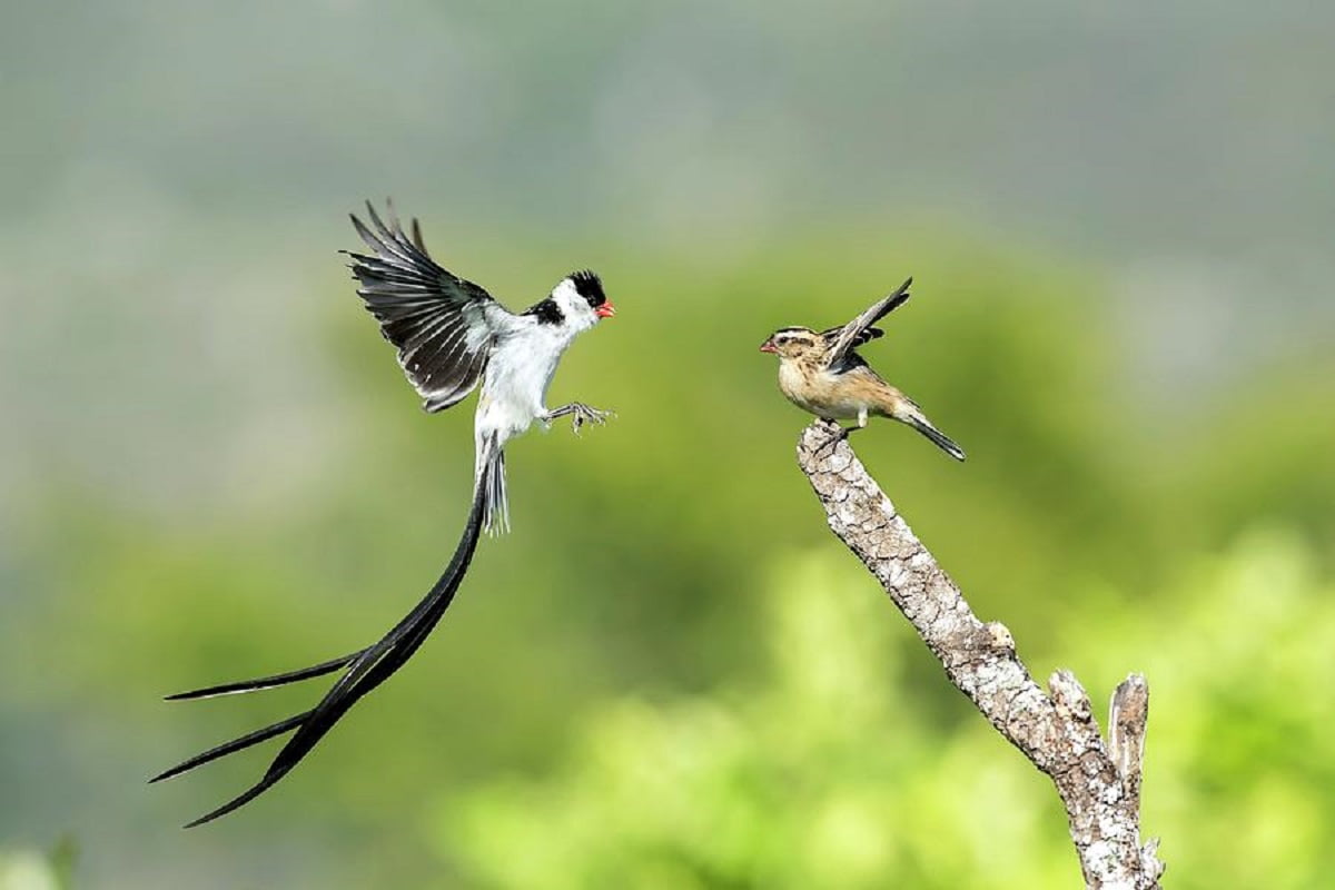 Pin-tailed Whydah