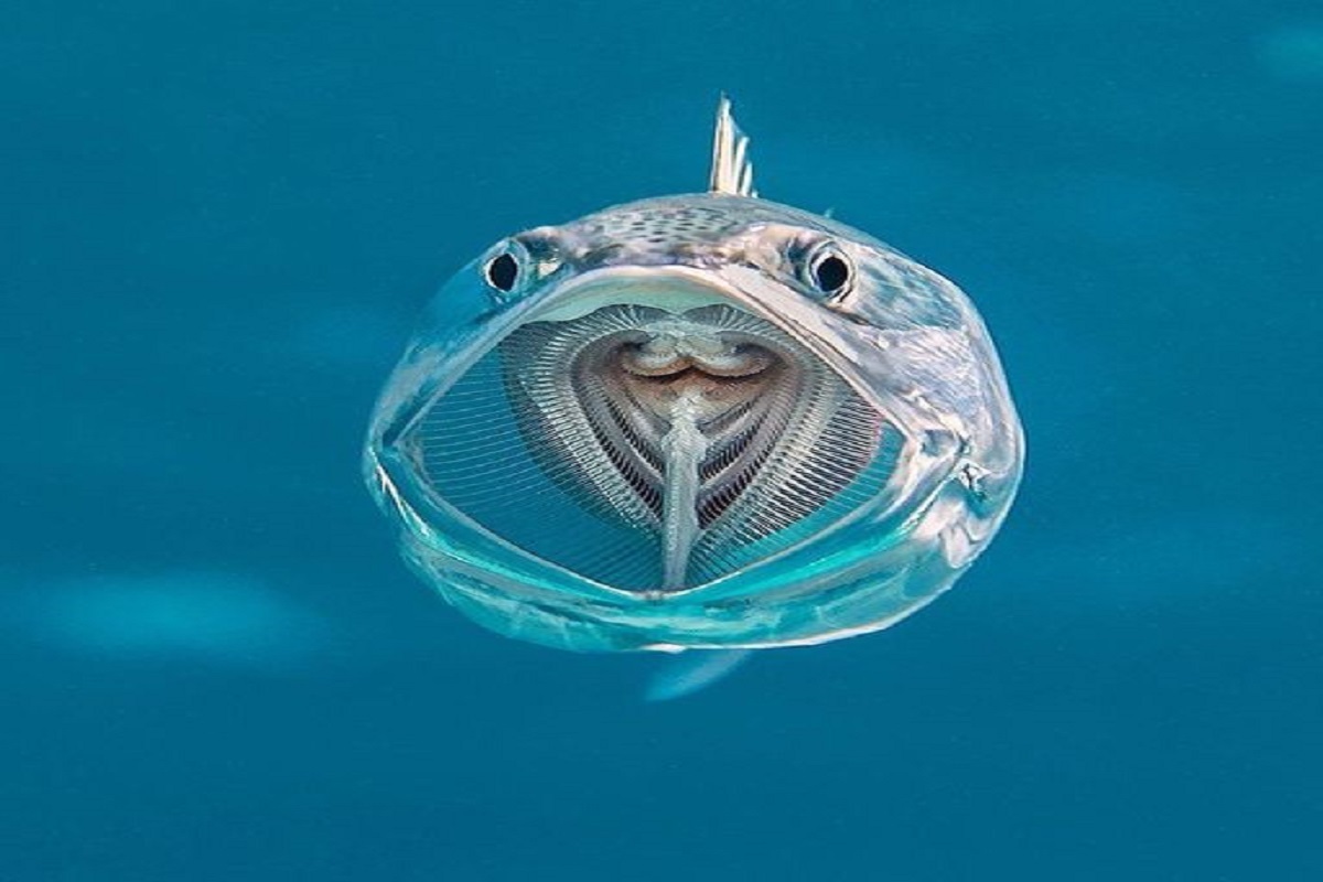 Striped mackerel