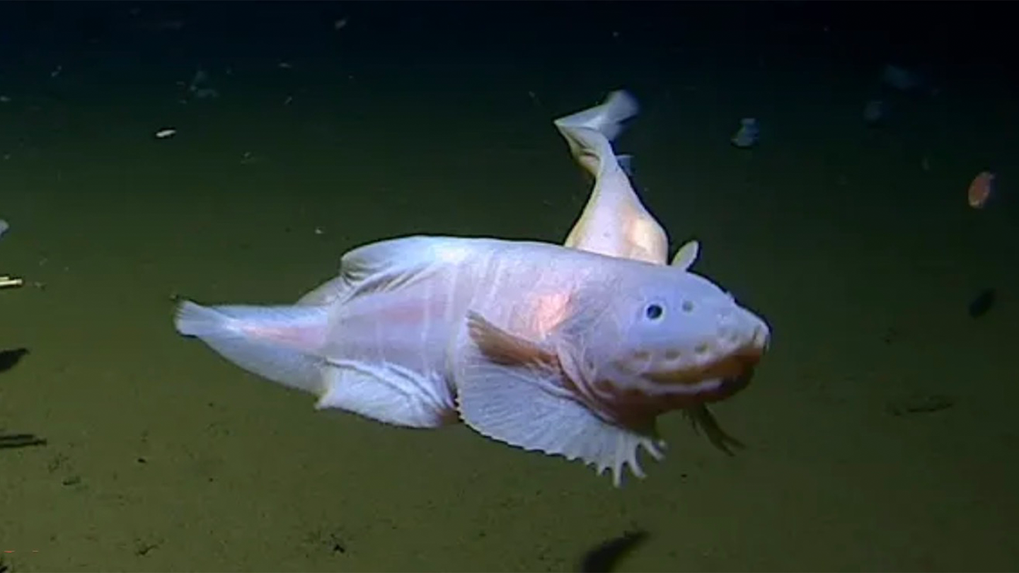 DeepFish