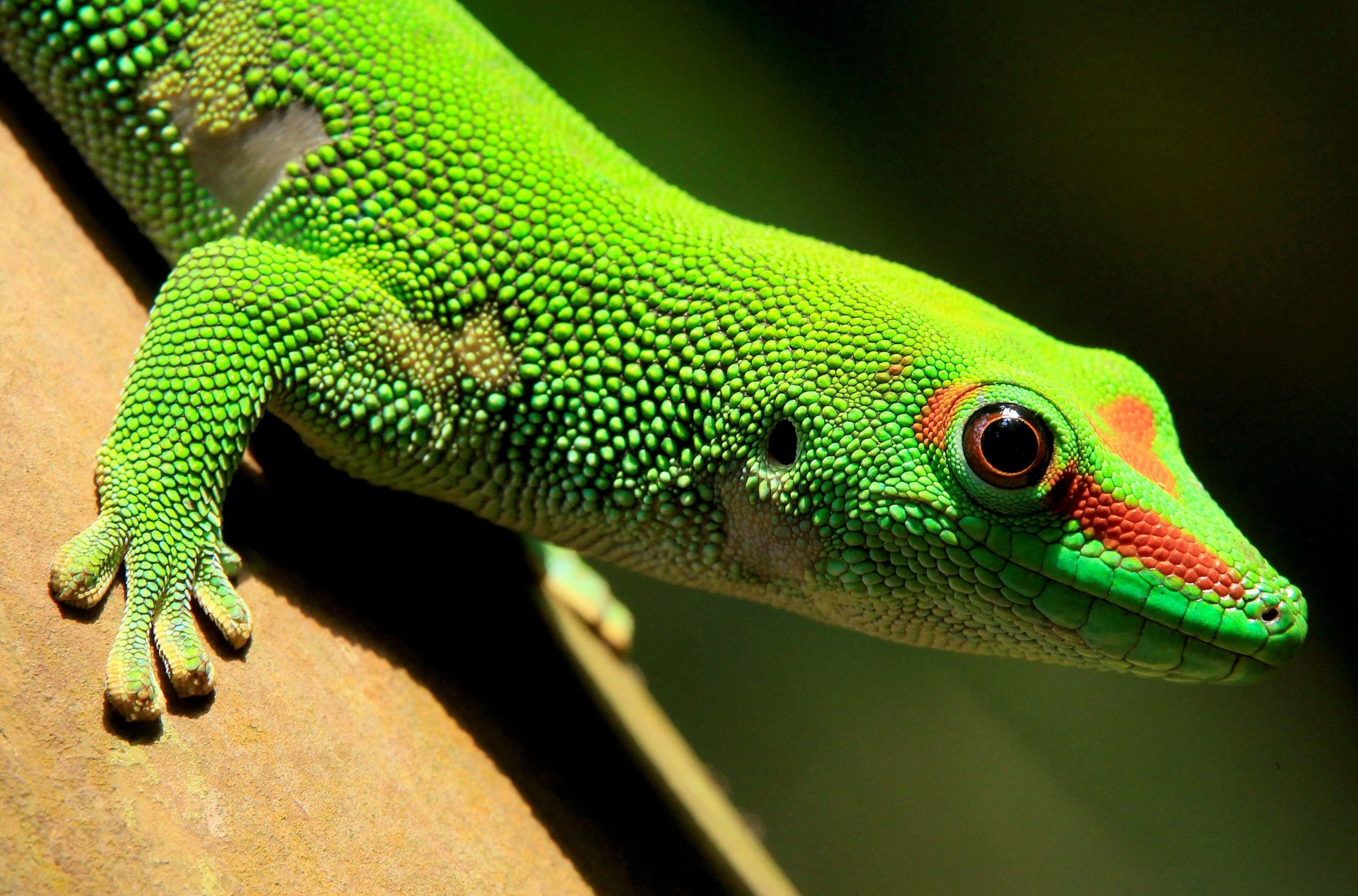 Reptiles