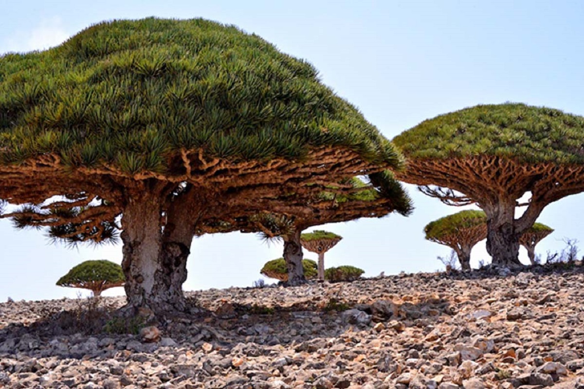 Socotra