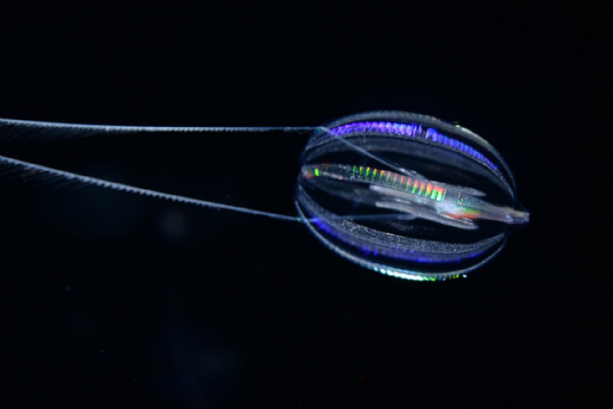  Sea Creature