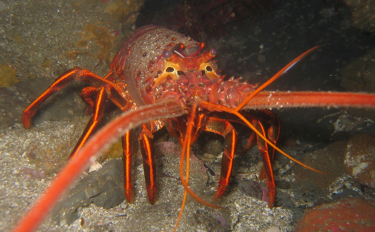 Lobsters 