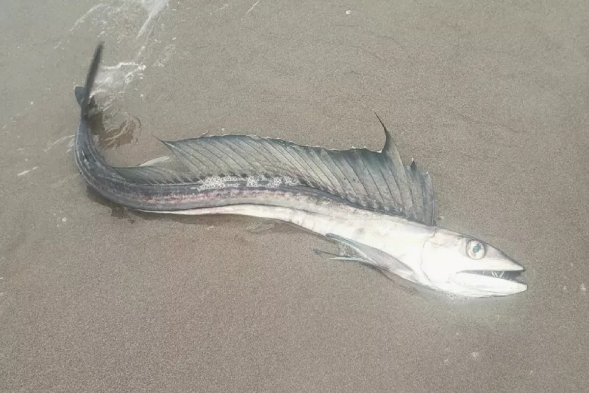lancetfish