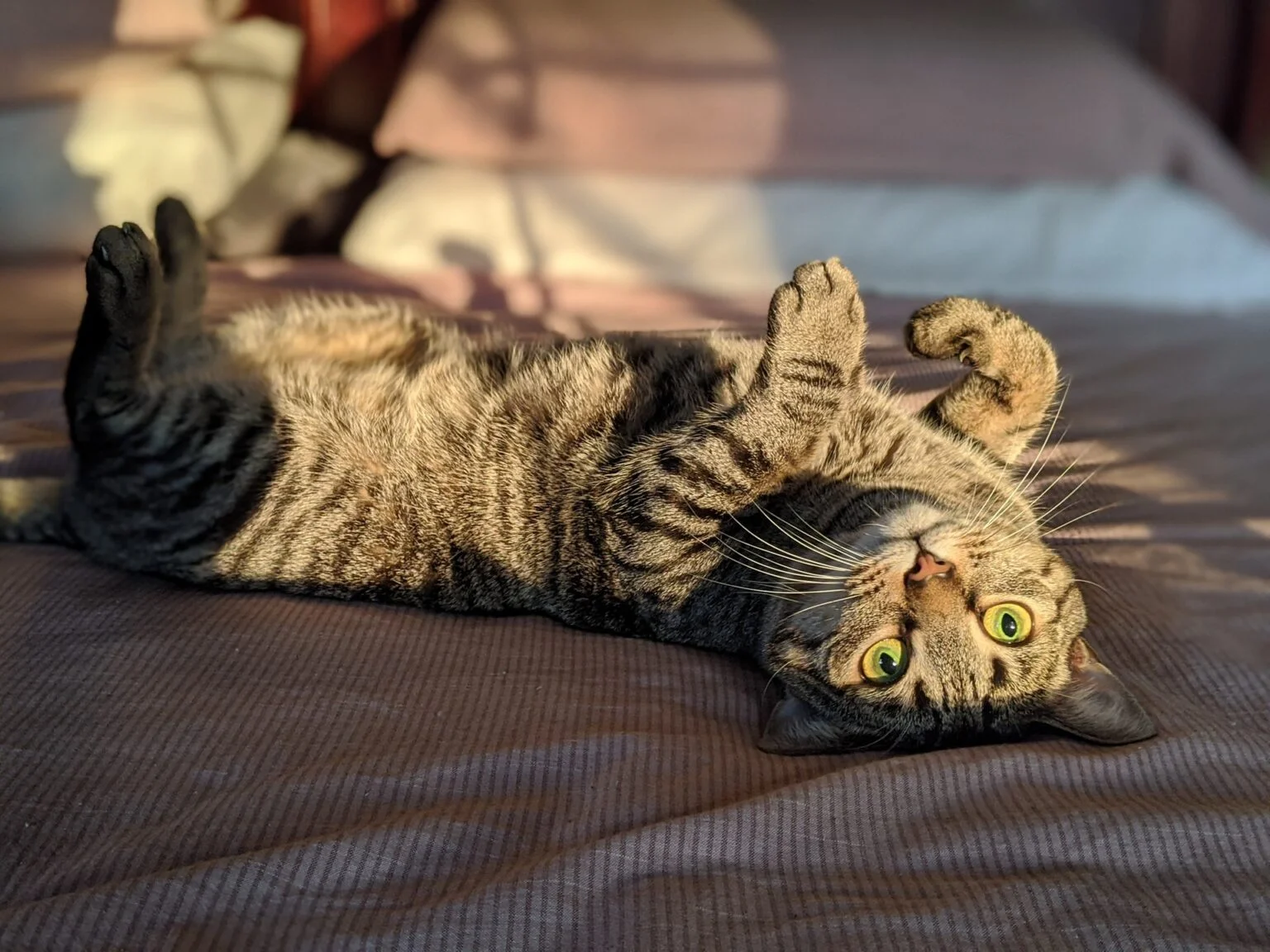tabby stripes