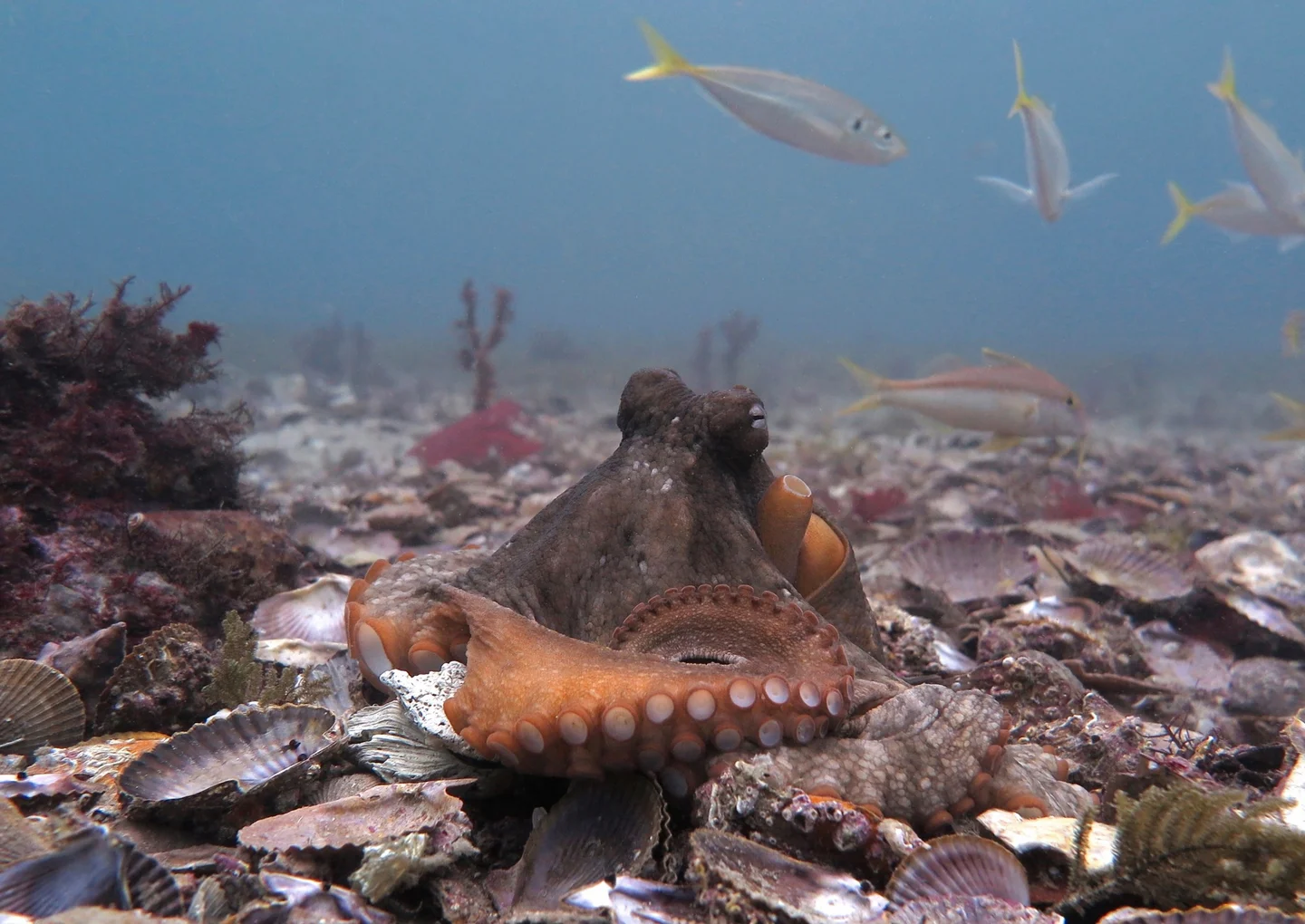 Octopus