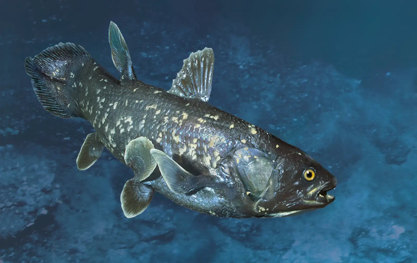 coelacanth