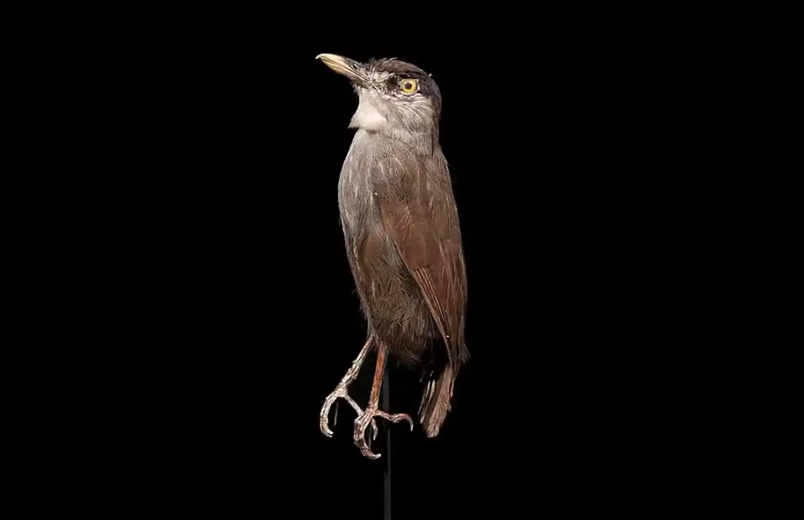 Black-browed Babbler